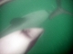 04-new-zealand-akaroa-swimming-with-dolphins.jpg