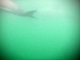 06-new-zealand-akaroa-swimming-with-dolphins.jpg