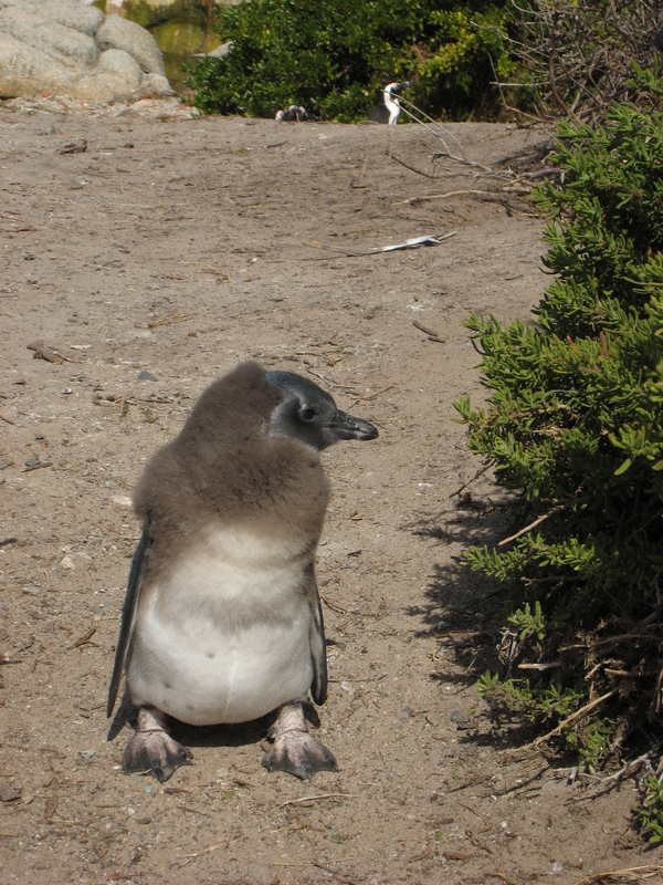 12-south-africa-boulders-beach-penguins.jpg