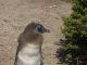 12-south-africa-boulders-beach-penguins.jpg
