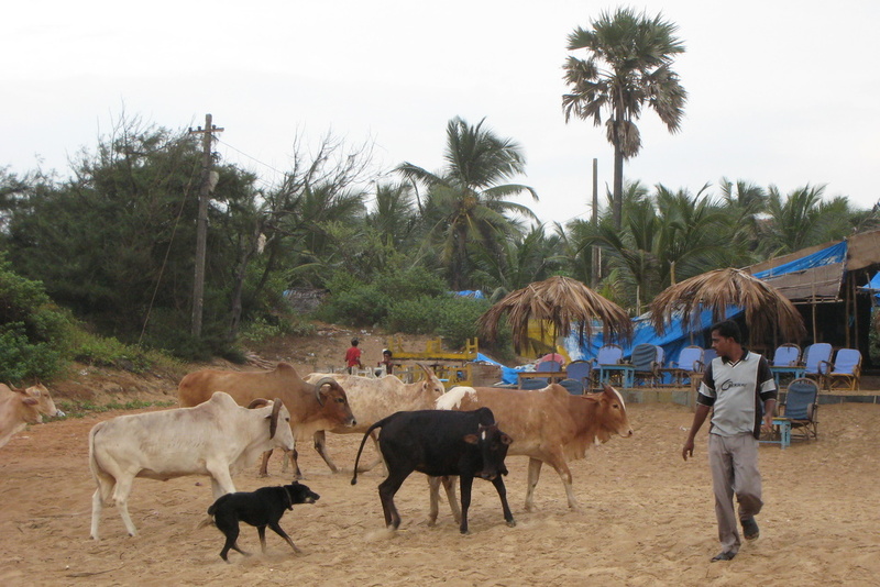 03-india-goa-calangute.jpg