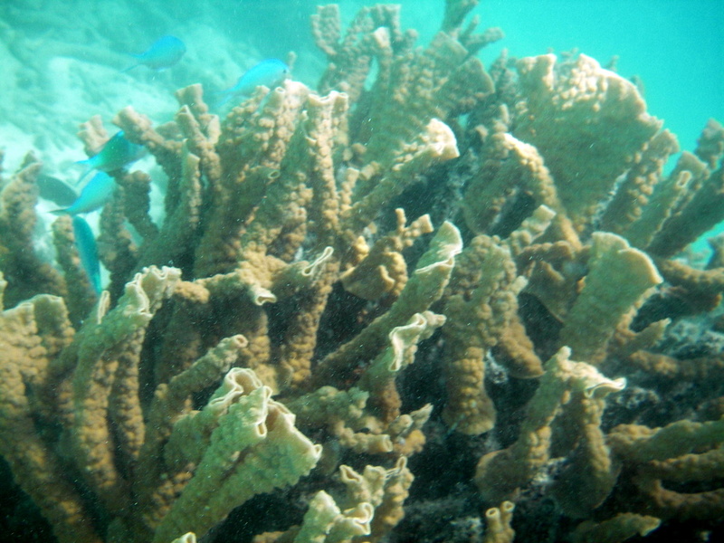 07-western-australia-exmouth-coral-bay-ningaloo-reef-diving-snorkelling.jpg