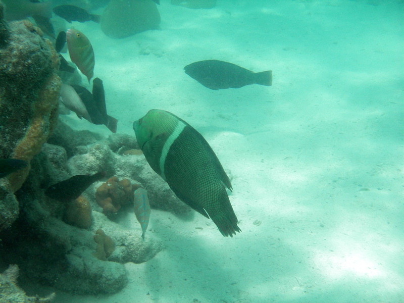08-western-australia-exmouth-coral-bay-ningaloo-reef-diving-snorkelling.jpg