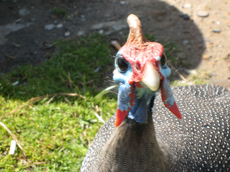 07-africa-helmeted-guineafowl.jpg