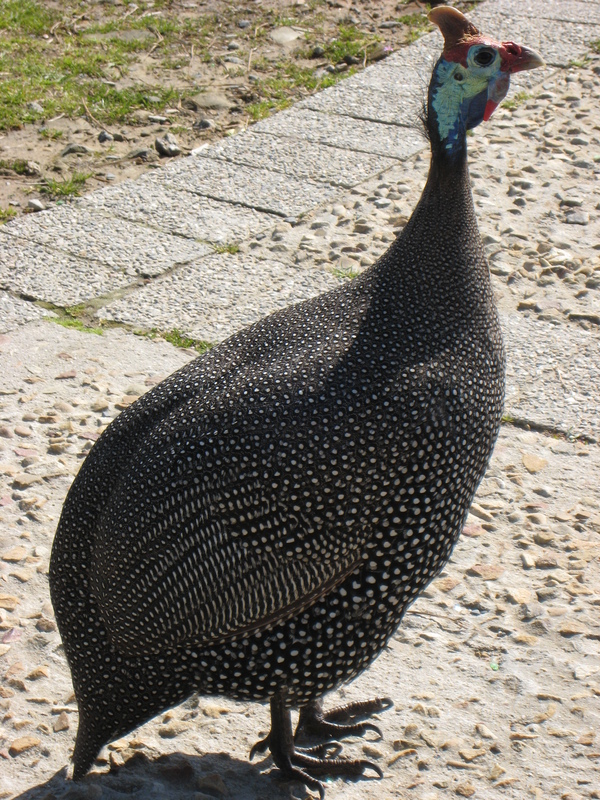 08-africa-helmeted-guineafowl.jpg