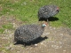 06-africa-helmeted-guineafowl.jpg