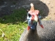 07-africa-helmeted-guineafowl.jpg