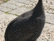 08-africa-helmeted-guineafowl.jpg