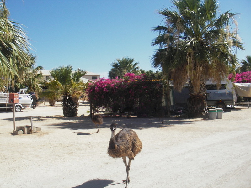 10-western-australia-shark-bay-monkey-mia.jpg