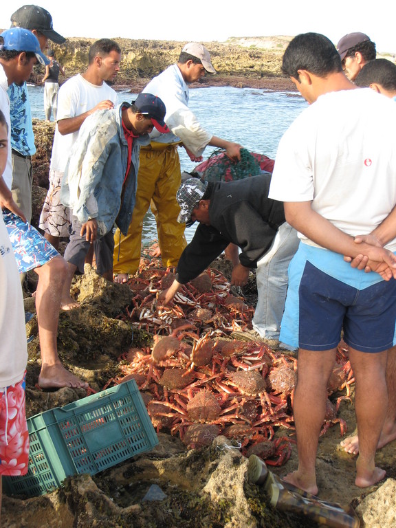 016-many-spider-crabs.JPG