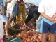 016-many-spider-crabs.JPG