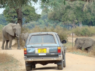 scrap-elephant-on-road.jpg